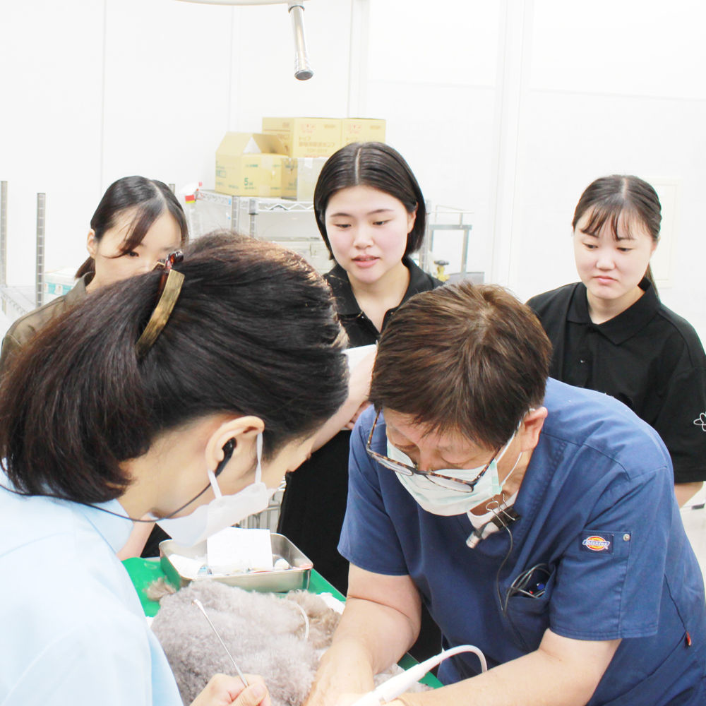 歯石除去の処置を勉強！